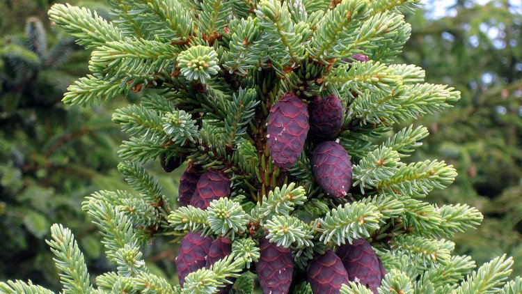 ¿Cuál es el mejor 'refugio climático' del planeta frente al calentamiento global?