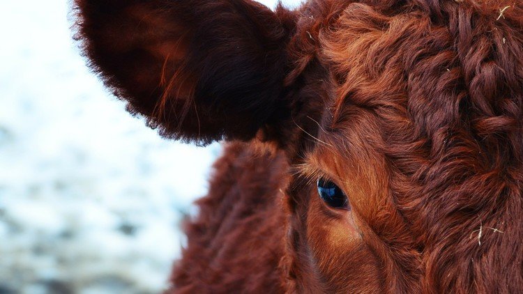 Unos científicos indios encuentran oro en la orina de vaca