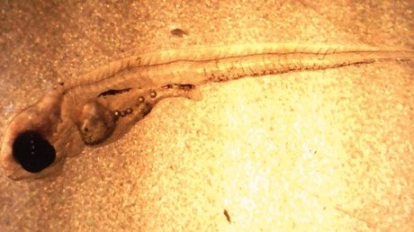 ¿Adictos a la comida basura?: los peces se aburren del plancton y se aficionan al plástico