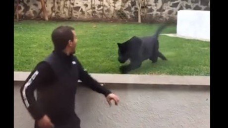 Este hombre da la espalda a una peligrosa pantera y mira qué sucede después