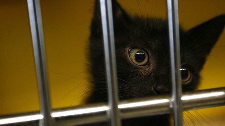 Base naval estadounidense en España, acusada de la 'desaparición' de gatos