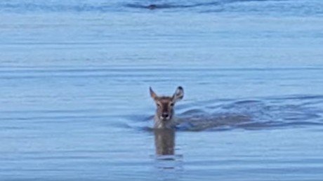 Un antílope intenta escapar de un cocodrilo, ¿lo logrará?