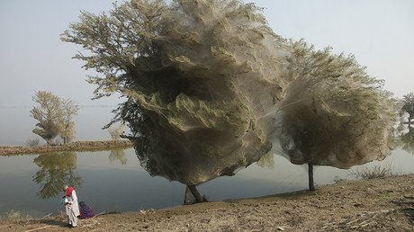 IMPACTANTE VIDEO: 'Lluvia' de arañas atemoriza a una ciudad en Tasmania