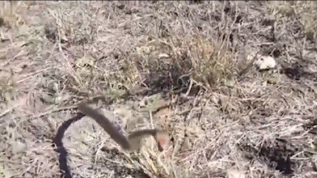 Esta es la razón por la que no hay que acercarse a una serpiente