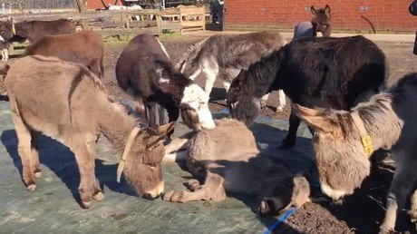 Un rebaño de burros llora desconsoladamente la muerte de un congénere