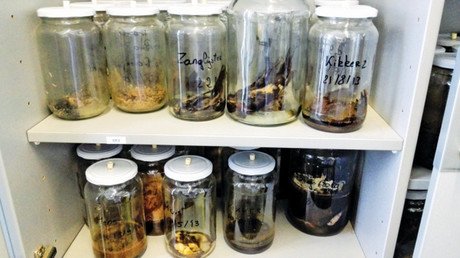 Descubren la composición química del olor de la muerte