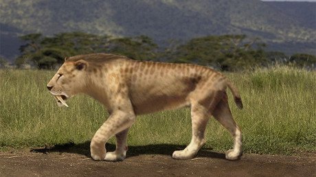 Hallan en Argentina huellas nunca vistas de un tigre prehistórico