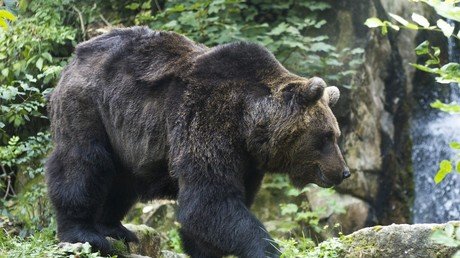 Una osa salva a una mujer perseguida por un lobo durante 12 horas