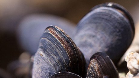 Científicos alertan sobre un fenómeno que amenaza a los mejillones