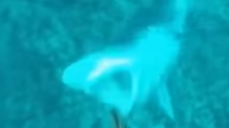 El ataque de un feroz tiburón filmado por una cámara de video