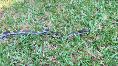 "Hola, señora serpiente": Una mujer trata de filmar una serpiente y le pasa esto