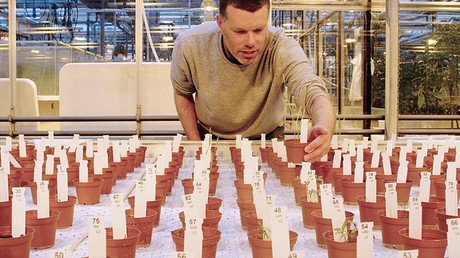 Científicos obtienen grandes cosechas de verduras comestibles cultivadas en suelo 'marciano'