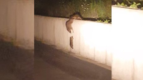 Una familia de mapaches supera los baches codo con codo