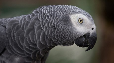 "No dispares": Un loro podría ser utilizado como testigo en un juicio por asesinato (video)