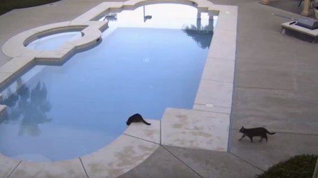 Un gato empuja a otro a una piscina