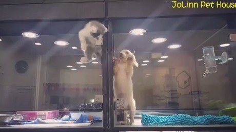 El épico escape de un gatito para visitar a su pequeño amigo, un perro