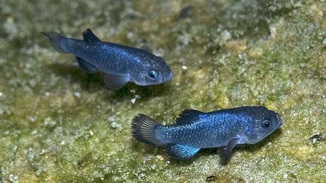 ¿Dónde habita la criatura "más aislada y solitaria" del mundo?