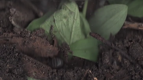 La vida secreta de la tierra