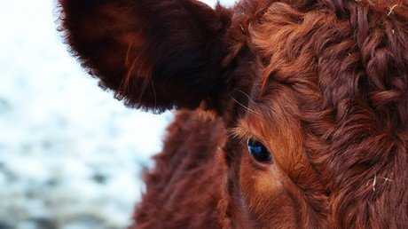 Unos científicos indios encuentran oro en la orina de vaca