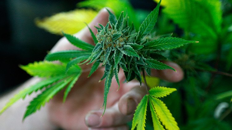 Ola legalizadora de la marihuana avanza en América Latina