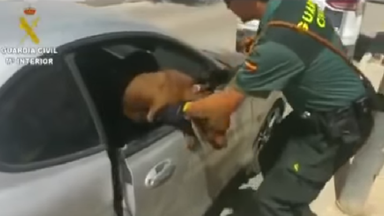 ¡Necesita agua desesperadamente! El rescate a un perro a punto de morir asfixiado