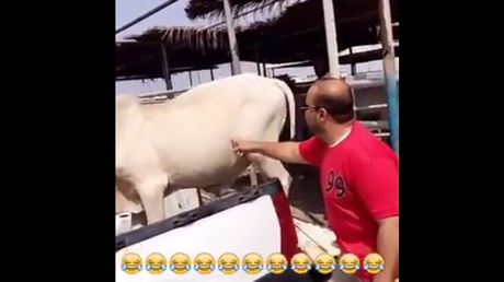 Hacerle cosquillas a una vaca puede resultar perjudicial para su salud 