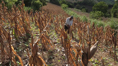 FAO: América Latina puede erradicar el hambre en 2025