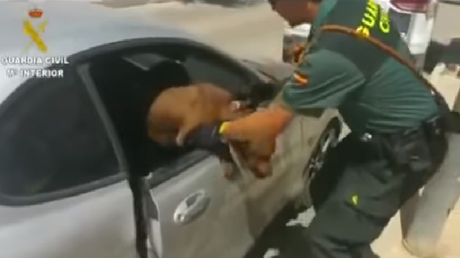 ¡Necesita agua desesperadamente! El rescate a un perro a punto de morir asfixiado