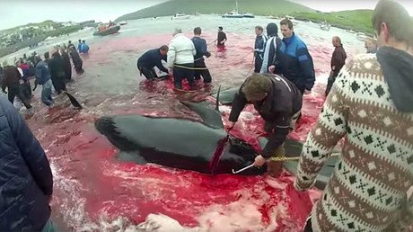 Las aguas del Atlántico Norte se tiñen de sangre en las islas Feroe (FUERTES IMÁGENES)