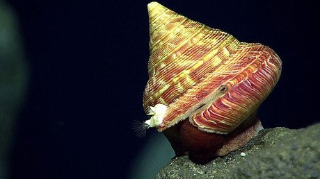 Decenas de extrañas criaturas marinas salen a flote en la fosa de las Marianas (fotos)