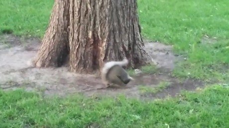 ¿Qué demonios está haciendo esta ardilla?