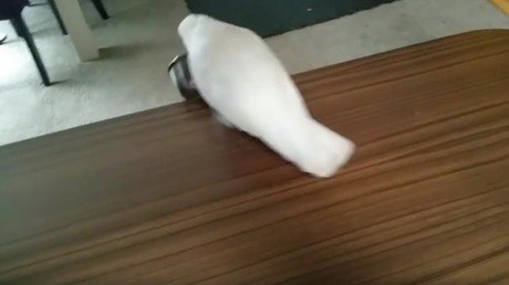 Un loro envía al carajo a su dueña por ofrecerle brócoli