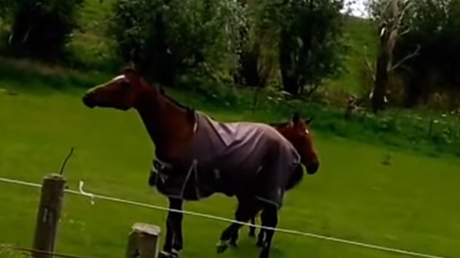 El 'baile' de este caballo rockero se vuelve viral en internet 