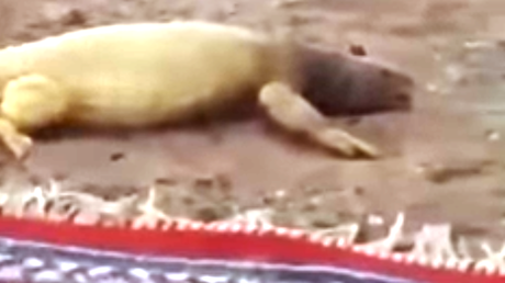 La arena de este desierto literalmente quema: Este animal sufre para escapar de ella