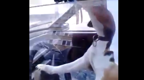 Este perro extrañaba a su amo y esto fue lo que hizo para que volviera