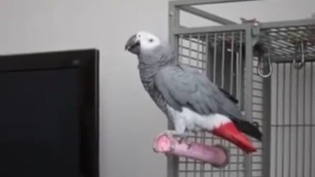 "Me llamo Bond, James Bond": conozca al loro que se ha vuelto famoso en la Red