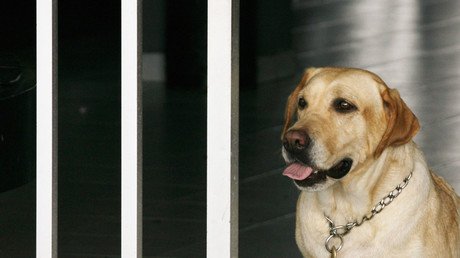 Amigo fiel: un perro ayuda a un adolescente a sobrevivir dos días en la sierra mexicana