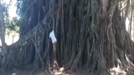 Un Tarzán de la vida real: así es como se trepa un árbol