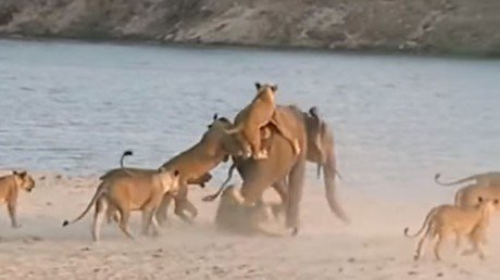 Elefantito vs. 14 leonas: ¿Quien ganó?