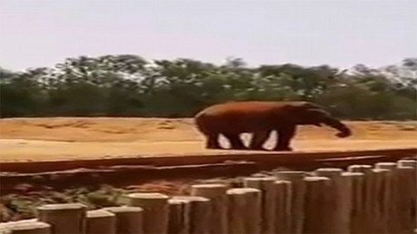 FUERTES IMÁGENES: Un elefante mata a una niña de 7 años lanzándole una roca a la cabeza