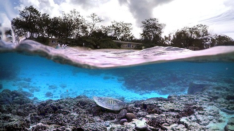 Adaptarse o morir: conozca cómo se enfrentan los peces al cambio climático