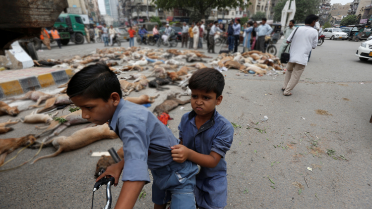 700 perros vagabundos son envenenados en Pakistán (FUERTES IMÁGENES 18+)