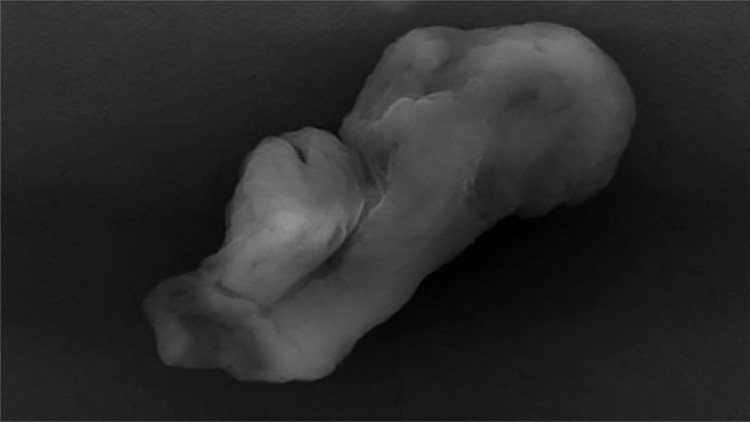 Foto: Un científico asegura que este "extraño monstruo" demuestra la existencia de extraterrestres