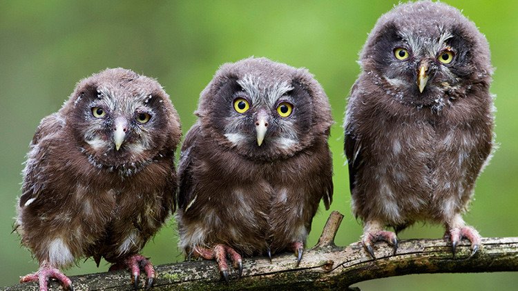 ¿Por qué dos nadadores estadounidenses no pueden salir de Río? Lo explicamos en gifs con lechuzas