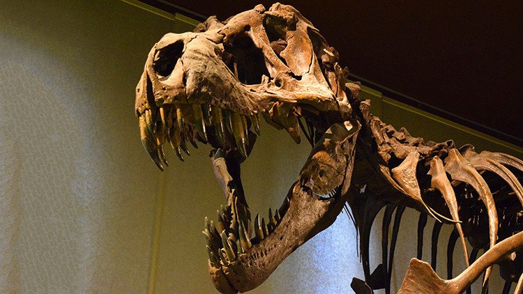 Hallan un enorme cráneo de un tiranosaurio en EE. UU.