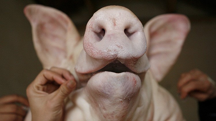 Eurodiputado sugiere reforzar las fronteras con cabezas de cerdo para espantar refugiados