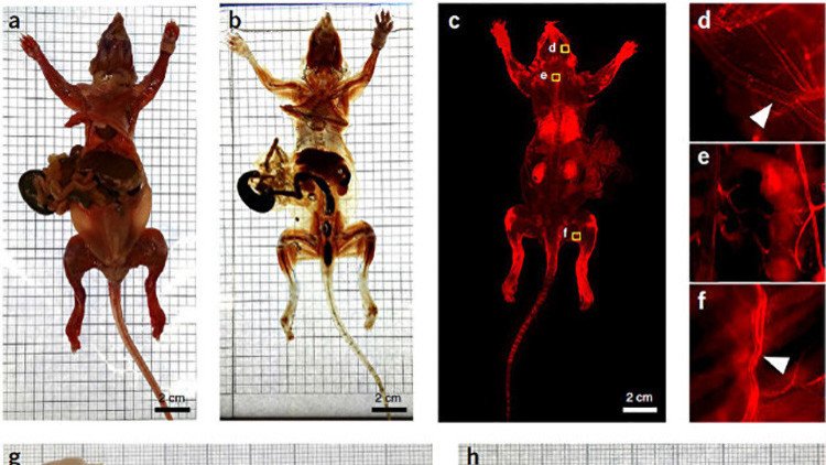 Unos biólogos alemanes crean ratones transparentes e invisibles