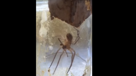 Ni a 'Spiderman' se le habría ocurrido: Una araña se venda una pata rota con su propia seda