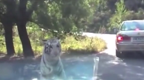 Otra vez en China: Un tigre arranca parte de un auto en una reserva de vida salvaje