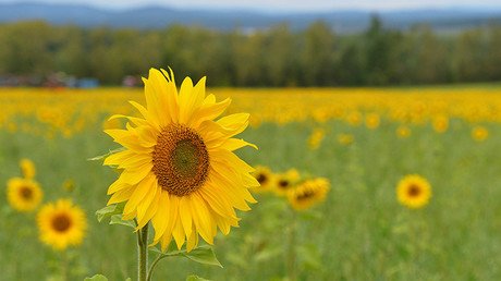 Encuentran dos explicaciones a por qué los girasoles siguen el sol